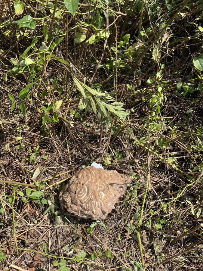 枝ごと撤去して地面に置かれたスズメバチの巣