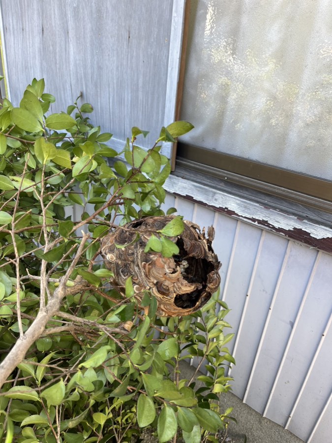 建物の窓付近の庭木に作られたスズメバチの巣