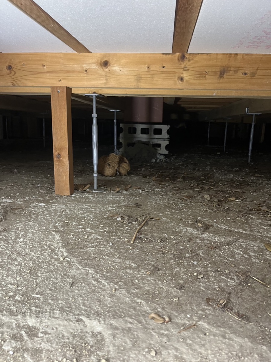 住宅の床下で見つかったスズメバチの巣